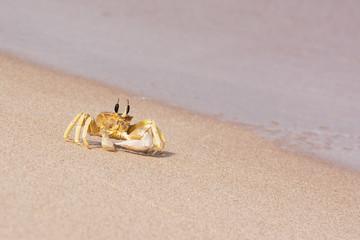 A single crab on the water's edge