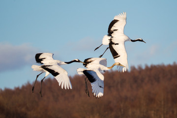 Red-crowned crane bird dancing on snow and flying in Kushiro, Hokkaido island, Japan in winter season