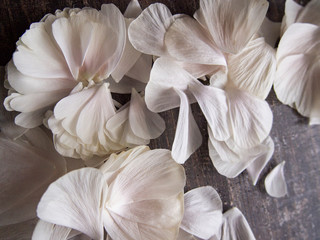 Fototapeta na wymiar delicate petals of a cut-off Bud of Ranunculus