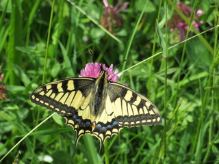 Schmetterling in den Alpen