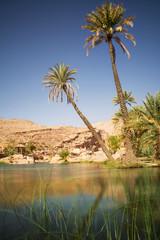Amazing Lake and oasis with palm trees (Wadi Bani Khalid) in the Omani desert
