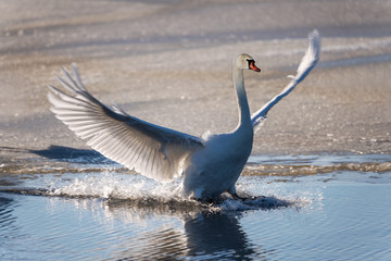 Landing of swan in icy water.