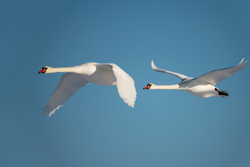 Swans in flight.