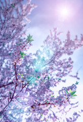 Branches of blossoming cherry with soft focus on gentle light blue sky background in sunlight. Beautiful floral image of spring nature. Beautiful nature scene with blooming tree and sun flare