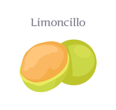 Limoncillo fruit whole and cut vector isolated on white. Melicoccus bijugatus, Spanish lime, genip guinep, genipe and ginepa, quenepa, quenepe, chenet