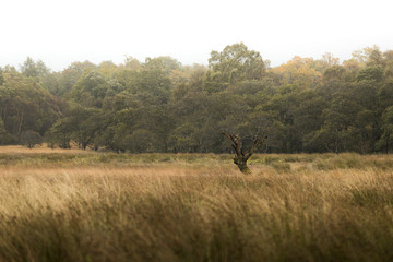 Dead tree in the Scottish highlands with forest background during a moody autumn day near Kilchurn Castle (Scotland, United Kingdom, Europe)