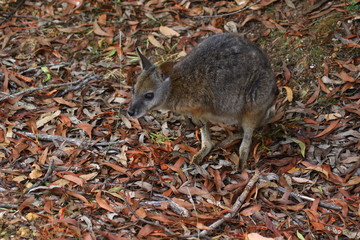 kangaroo and wallaby are fantastic animals in australia photographed on kangaroo island in natural environment