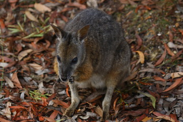 kangaroo and wallaby are fantastic animals in australia photographed on kangaroo island in natural environment