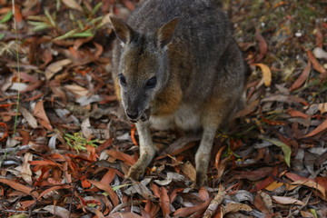 Naklejka na ściany i meble kangaroo and wallaby are fantastic animals in australia photographed on kangaroo island in natural environment