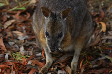 kangaroo and wallaby are fantastic animals in australia photographed on kangaroo island in natural environment