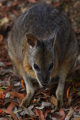 kangaroo and wallaby are fantastic animals in australia photographed on kangaroo island in natural environment