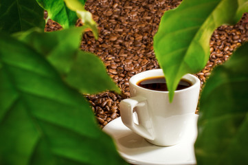 A view of a cup of coffee over green leaves of a coffee plant. White cup on coffee beans. Side view.