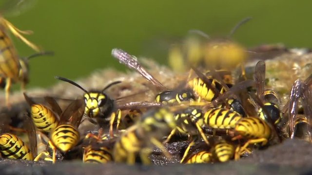 Deutsche Wespen (Vespa germanica), Anflug und Abflug