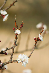Almond flowers