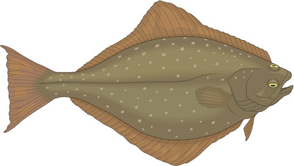 Halibut Flatfish Vector Illustration - obrazy, fototapety, plakaty