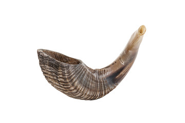 Horn of organic origin in beige tones, isolated