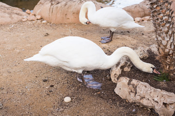 Beautiful white swans in a sunny day.