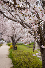 Naklejka premium 桜並木