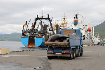 truck unloads dead black dolphins new on the moorage wet pavement Runavik,Faroe Islands. - obrazy, fototapety, plakaty