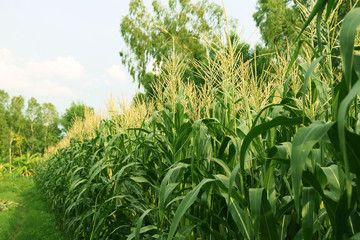 Corn farm. corn field with corn flower blooming