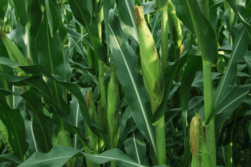 Obraz premium Corn farm. corn field with corn flower blooming