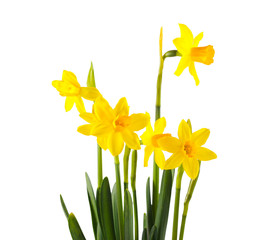 Daffodils flowers over white background