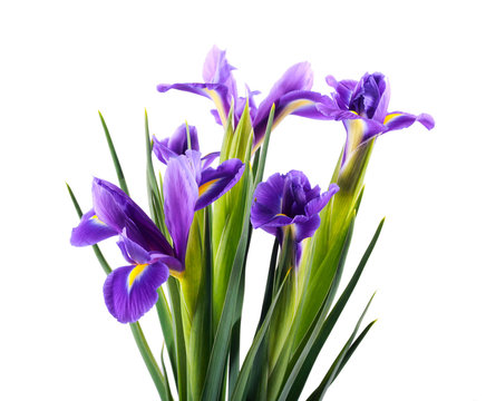 Iris flowers over white background,