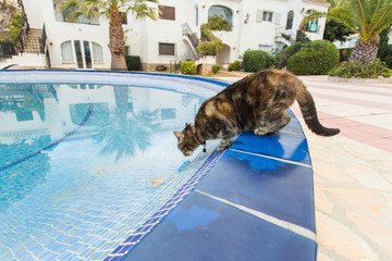 Cute cat drinking water from swimming pool
