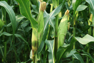 Corn farm. corn field with corn flower blooming