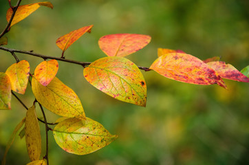 Obraz premium Orange Autumn Leaves on a branch