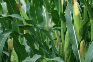 Corn farm. corn field with corn flower blooming