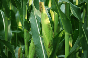 Corn farm. corn field with corn flower blooming