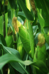 Corn farm. corn field with corn flower blooming