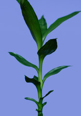Bamboo tree on a blue background