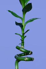 Bamboo tree on a blue background