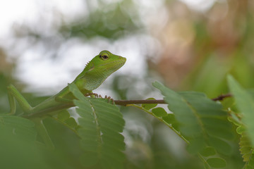 green lizard on a leaf