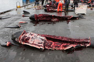 The killed black dolphins are being cut by the inhabitants of the commune of Runavik, Faroe Islands - obrazy, fototapety, plakaty