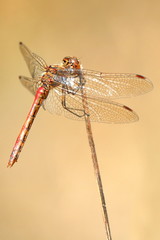 Heidelibelle - Odonata © ReNi