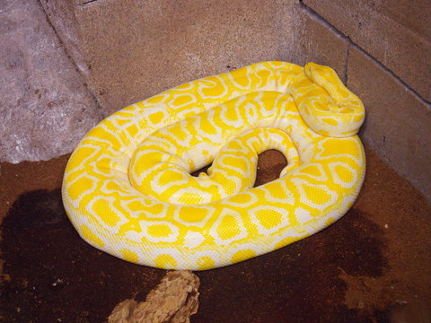 yellow python snake
