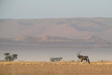 South African Oryx - Oryx gazella gazella, beautiful iconic antelope from Namib desert, Namibia.
