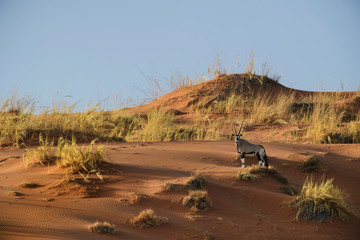 South African Oryx - Oryx gazella gazella, beautiful iconic antelope from Namib desert, Namibia.