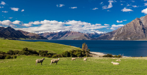 Sheep on a field near Lake Hawea with mountains in the background, Sounh Island, New Zealand