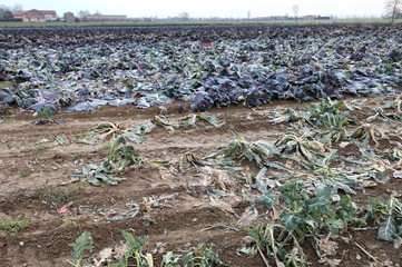 Field of cabbages just harvested