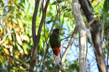 Parrots in Australia are diverse and colorful, photographed in the southern part of Australia and Kangaroo Island