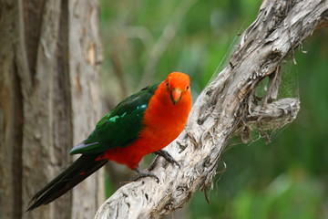 Parrots in Australia are diverse and colorful, photographed in the southern part of Australia and Kangaroo Island
