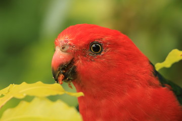 Parrots in Australia are diverse and colorful, photographed in the southern part of Australia and Kangaroo Island