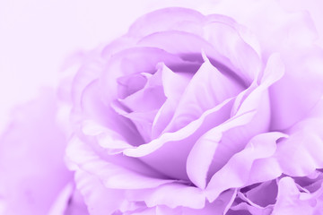 purple color roses made with gradient in soft style for abstract background