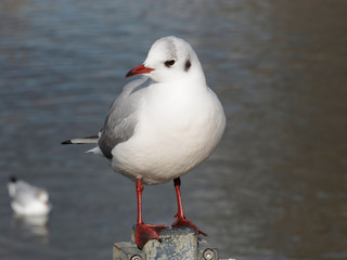 Chroicocephalus ridibundus - Gros plan sur une mouette rieuse adulte posée au bord de l'eau
