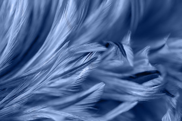 Blur styls and soft color of chickens feather texture for background