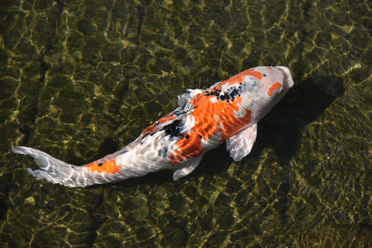 3 616 Best 錦鯉 Images Stock Photos Vectors Adobe Stock